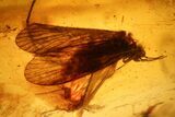 Detailed Fossil Caddisfly and Three Flies in Baltic Amber #139054-1